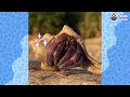 Why Are These Hermit Crabs Living In Trash? | For The Love Of The Wild | Dodo Kids