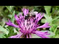 🐝 Beautiful Bumblebees ~ AMAZING NATURE SCENERY on Planet Earth & The Best Relax Music (1080p HD)