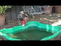 Muscovy Ducks Mate / Muscovies Mating / Drake Fertilizing Duck Eggs