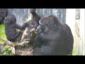 Gorillatwin @Burgers' Zoo 2 June 2014 - part 3