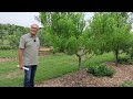 Homestead Orchard Tour: Growing Bounty on our Small Farm