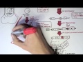 Immunology - Antibody Somatic (VDJ) Recombination I