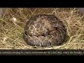 Pangolin Birth