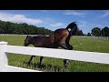 Cute Baby Horse Running & Playing With Little Girl