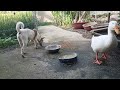 Hilarious Cats and Dogs 😹🐶 Funniest Animals 2024 🤣