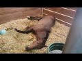 Cute Foal Sleeping In Stall
