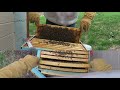 May 4th Hive Inspection