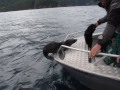 Sea Lion Pup Rescue - Engelfield Bay, BC