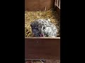 Snow leopard cub finds his voice! 😍🔈 #shorts #snowleopard #cub