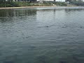 Feeding hughe Black Pacus with bread in a lake near Bangkok, Thailand