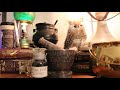 Harry Potter Room Tour 2021 : Potion Collection : Displaying my Potions : Harry Potter DIYs