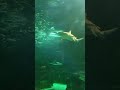 Shark Encounter exhibit (kept losing signal)