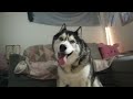 Talking Husky Explains Why He Went To The VETS!
