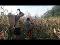 Today, father and son went to pick corn again.   #dailylife.    #hoa kỳ.    #Đức Giang