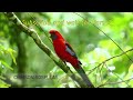 Birds of O'Reillys | Lamington National Park | Life of Birds | 4K