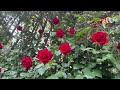 Rose garden of Japan   Yokohama English Garden