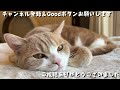 留守番中や深夜の猫は何をしているの？見守りカメラ設置してみました　904話