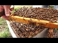 Beekeeping | Swarm Cells, Looking For The Queen & Adding A Super