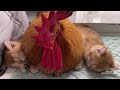 The rooster was afraid that the kitten would die!He followed and protected the kitten.so funny cute!