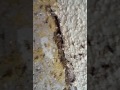 Dalmatian pyrethrum vs. ants