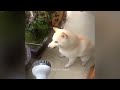 CLASSIC Dog and Cat Videos 😹🐤🐶 1 HOURS of FUNNY Clips 😂 Cute baby animals videos 2024