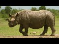Secret Safari: Into The Wild | Rhino Mother Grieves For Her Calf