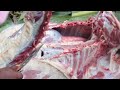 Amazing Goat Cutting By Expert Butcher | Mutton Cutting Skills | Goat Meat Cutting Factory Slaughter