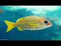 Aquarium 4K VIDEO (ULTRA HD) - Sea Animals With Relaxing Music - Rare & Colorful Sea Life Video