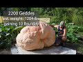 Growing Giant Pumpkins 2022 Episode 10 - Fertilizing, and September Maintenance
