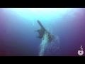 Tangled Manta Ray asks for diver's help - Ghost Fishing - Costa Rica