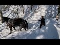 Horse Logging Hardwoods during Vermont Winter @ Rugged Ridge Forest w/ Amish Bred Percheron Crosses