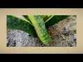 cloned a snake plant with one leaf l creative explained