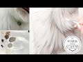 How To Paint BLACK FUR (The Easy Way)