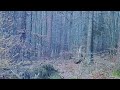 European Deer Hunting HIGHLIGHTS | Filmed with ShotKam Gen 3