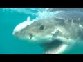 Great White Shark - slomotion sharks Gansbaai South Africa 2009