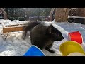 Squirrels enjoy snow cones with nuts!