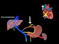 Portal Venous System & Porto-Caval Anastomosis (Tributaries and Clinical Significance) - Anatomy