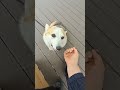 산책로에서 만난 귀여운 강아지  🐶 콩이 [웰시코기]