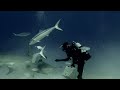 Diving Bahamas, December 2023