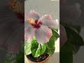 New Hibiscus Bloom