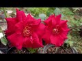 Twins Holland Red Roses || Lovely Red Roses Flowers || Happy Gardening