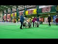 Applejem OES  Presents - The Birmingham National Dog Show   10th May 2024