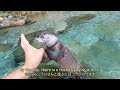 Otter Makes Childish Mistake at Camp [Otter Life Day 876]