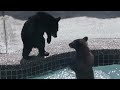 Bear Cubs in Swimming Pool