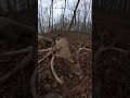 Got to punch my tag on a buck I’ve been trying to get a shot at all season. Check out his G2s!