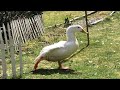 Duck yoga stretch