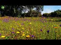 FRESH MORNING AMBIENCE 🌿🌞 Healing SPRING Sounds to Boost your Energy Up 🌻 Flowery Meadow Meditation