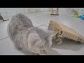 🙀 You Laugh You Lose Dogs And Cats 😂❤️ Funny Cats Moments 🙀