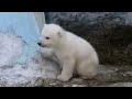 Белый медвежонок Шилка. Shilka little bear.Новосибирский зоопарк