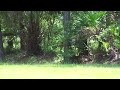 Wild Deer in Florida [HD] [720p]